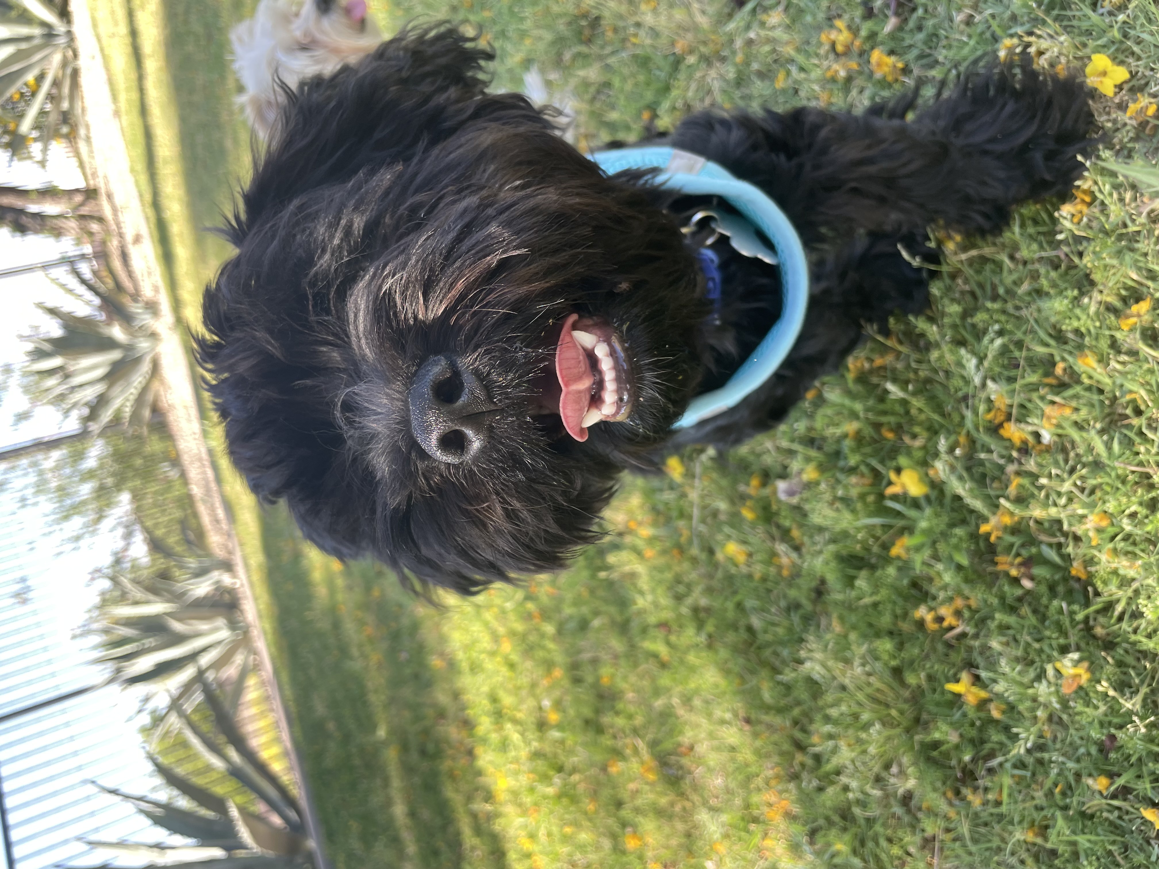 Forest the dog