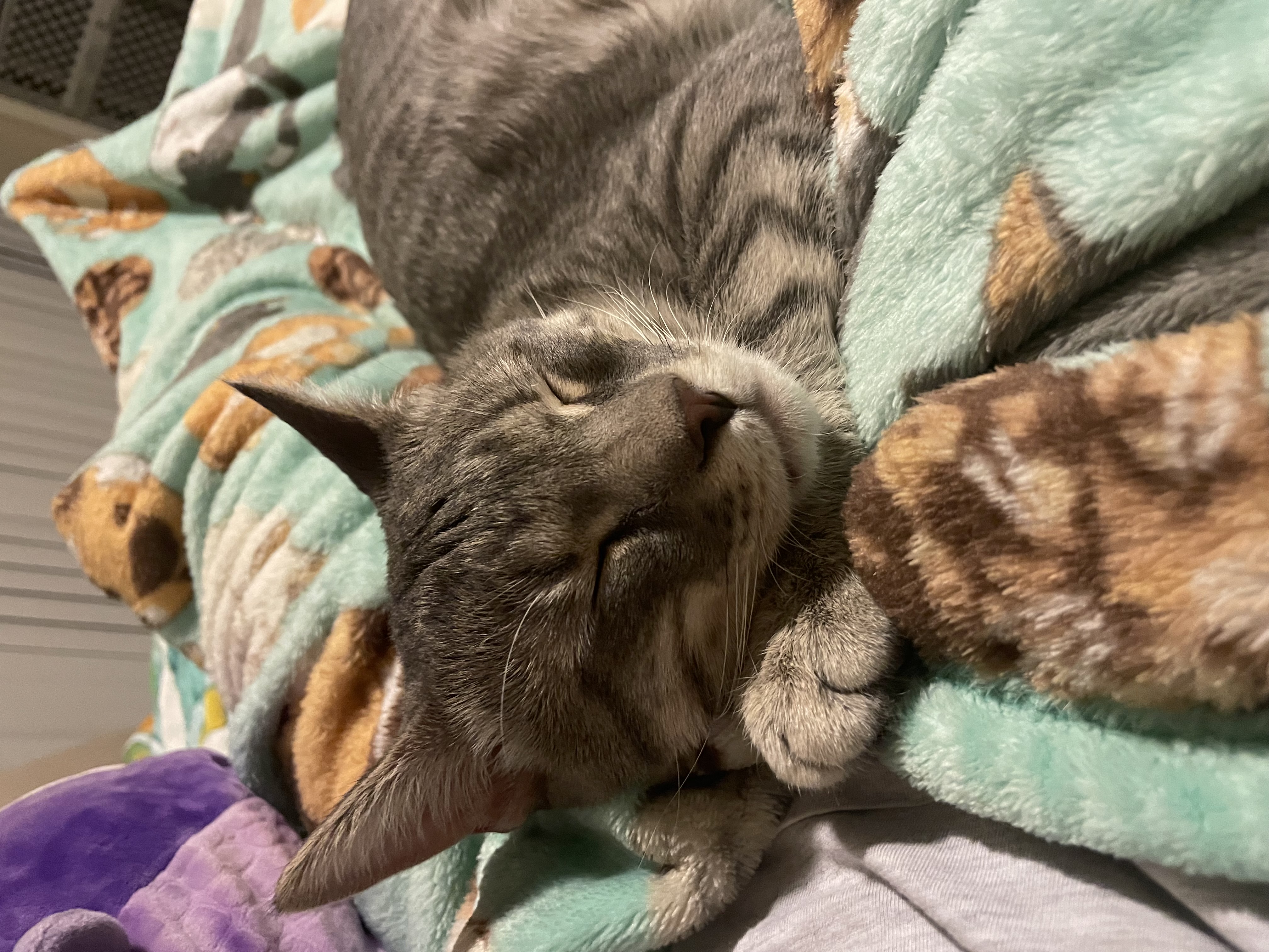 Forest the cat